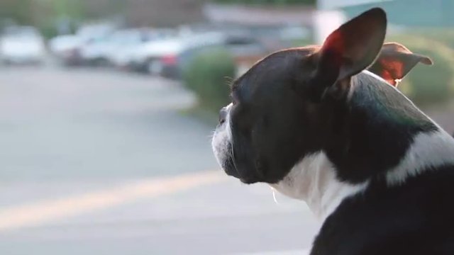 Boston Terrier Dog with Head out Truck Window Ears Flapping in Wind