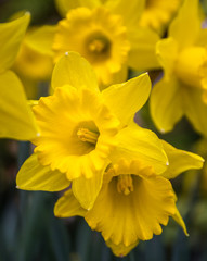 Glade of yellow daffodils flower bed spring