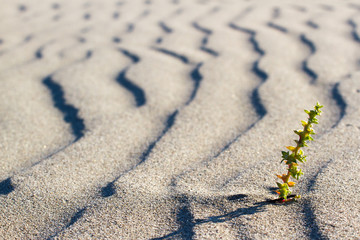 Plant sprouting in the desert in Sahara. Sprout in the desert. 