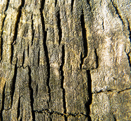 Wooden texture