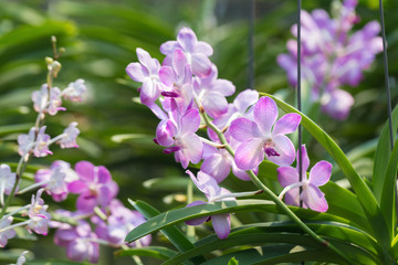 Fototapeta premium orchids purple Is considered the queen of flowers in Thailand
