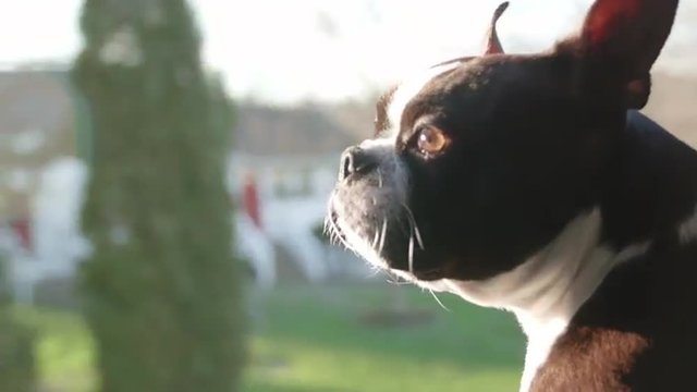 Boston Terrier Dog with Head out Truck Window on Country Farm Road
