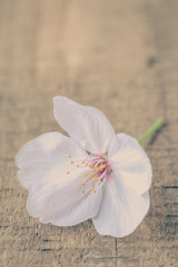 Beautiful cherry blossom sakura flower on wood background