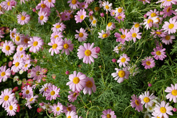 Obraz premium 春の花が咲く庭の花畑
