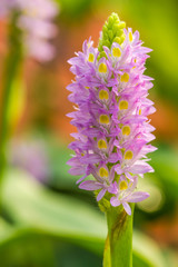 Obraz premium purple flower