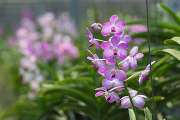 orchids purple Is considered the queen of flowers in Thailand
