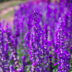 Obraz premium Soft Focus of Blue Salvia Lavender Flower in the Garden and Blurred by the Wind for Texture Background