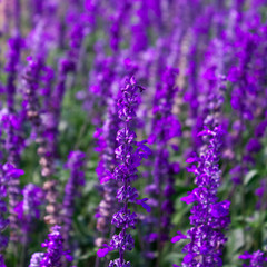 Obraz premium Soft Focus of Blue Salvia Lavender Flower in the Garden and Blurred by the Wind for Texture Background