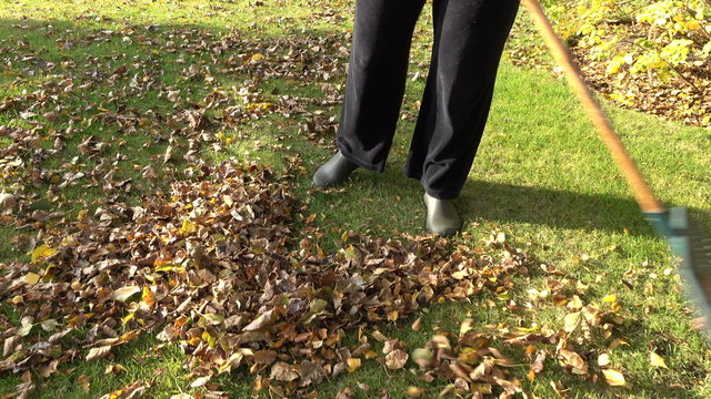 Senior woman sweeps up leaves from grass lawn in Autumn