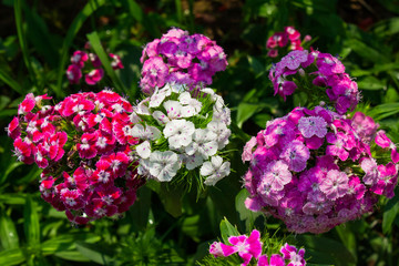 Carnation in the garden (Dianthus barbatus), flowers Photo, closeup, white and red