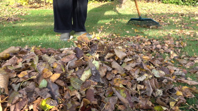 Senior woman sweeps leaves into pile on lawn in Autumn