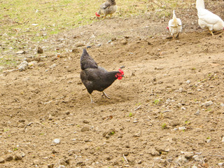 Hen on a farm yard