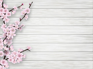 Fototapeta premium Pink cherry blossom branch on white old wood background. Springtime realistic vector illustration.