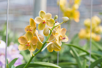 orchids purple Is considered the queen of flowers in Thailand