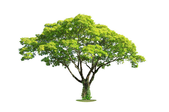 Tree isolated on white background. Clipping path.