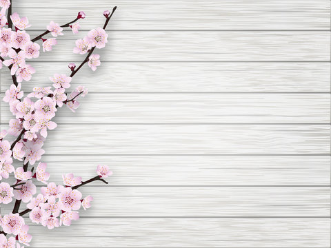 Pink cherry blossom branch on white old wood background. Springtime realistic vector illustration.