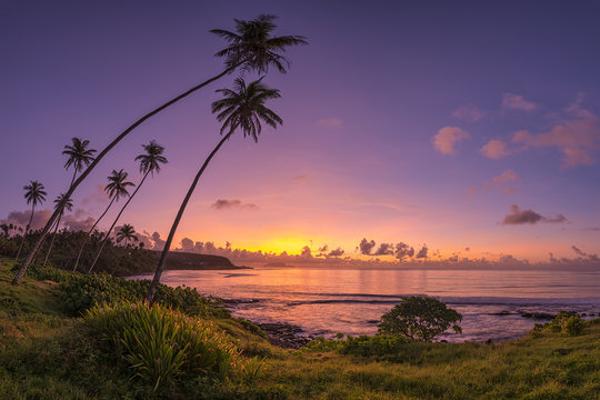 Sunrise on tropical island with coconut palm trees.