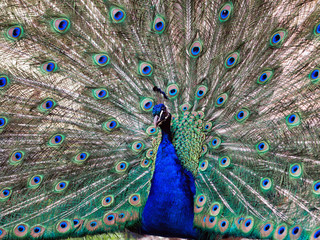 Obraz premium Il pavone 2