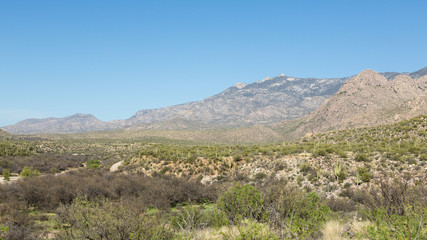 Saguaro Desert