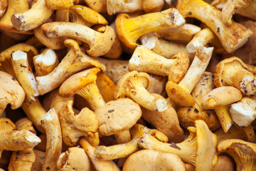 chanterelle mushrooms