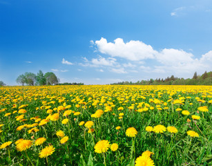 Yellow flowers field under blue cloudy sky