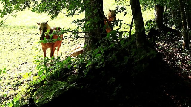 horses haflinger rest - cavallo avelignese