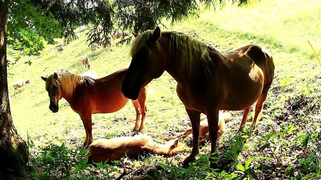 horses haflinger rest - cavallo avelignese