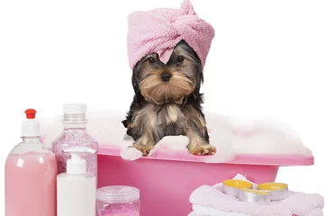Printed kitchen splashbacks Dog Yorkshire terrier dog taking a bath