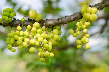 Star gooseberry on the tree,tropical fruit