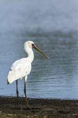 African spoonbill in Kruger National park, South Africa