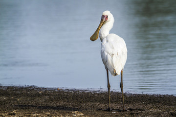 African spoonbill in Kruger National park, South Africa