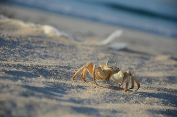 Sand Crab on beach