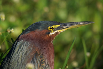 Grünreiher - [Butorides virescens]