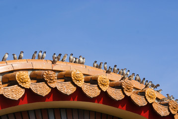 A row of sparrows perching on Chinese-style eaves