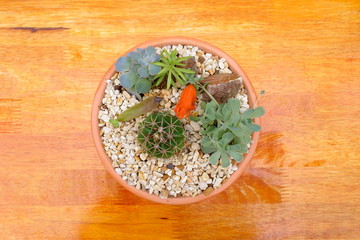 cactus and flaming katy in pot with brown background