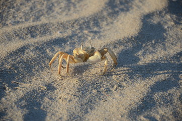 Sand Crab on beach