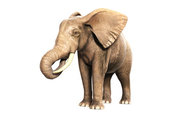Obraz premium Freigestellter Elefant am Fressen (gerendertes Bild)