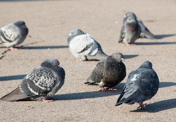 Pigeons on the pavement