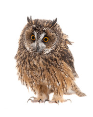 owl isolated on white background