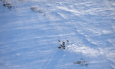 Obraz premium Aerial view of reindeer herd in winter tundra 