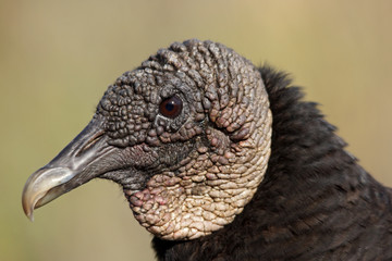 Rabengeier - [Coragyps atratus]