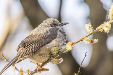 ヒヨドリとネコヤナギ