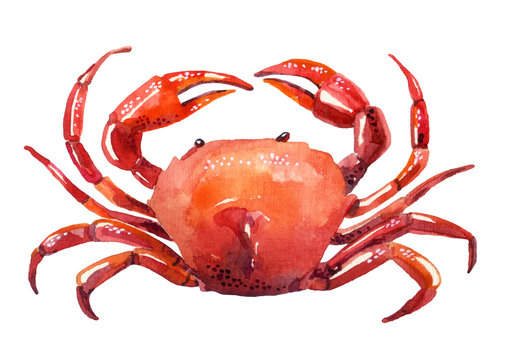 watercolor crab