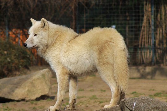 white wolf