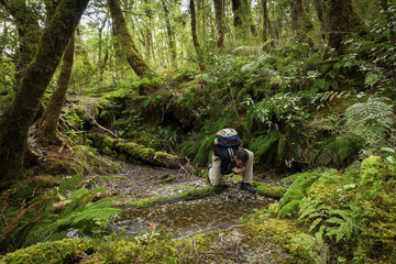 Hiker in pristine New Zealand forest