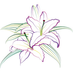 Lily. Hand drawn vector illustration on white background.