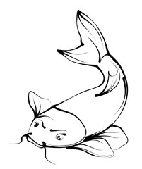 Carp Koi. Hand drawn vector illustration on white background.