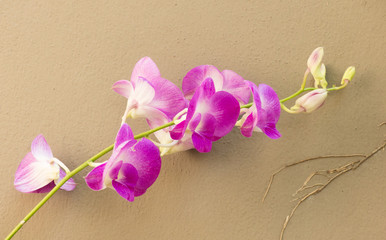 orchid