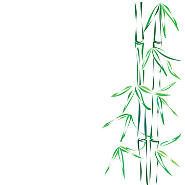 Bamboo sprouts. Hand drawn vector illustration on white background.