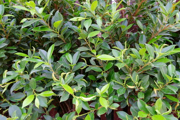 Fototapeta premium green plant background